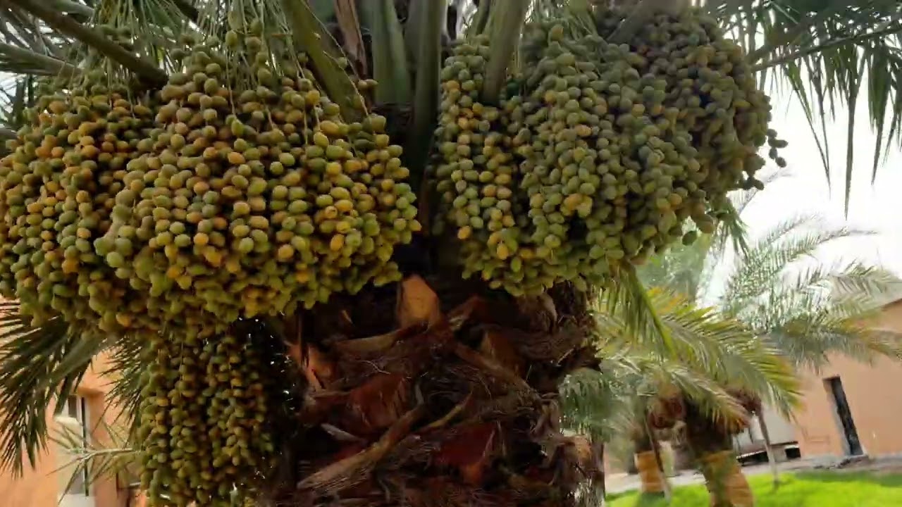 সৌদি আরবে এই প্রথম এমন খেজুর দেখলাম