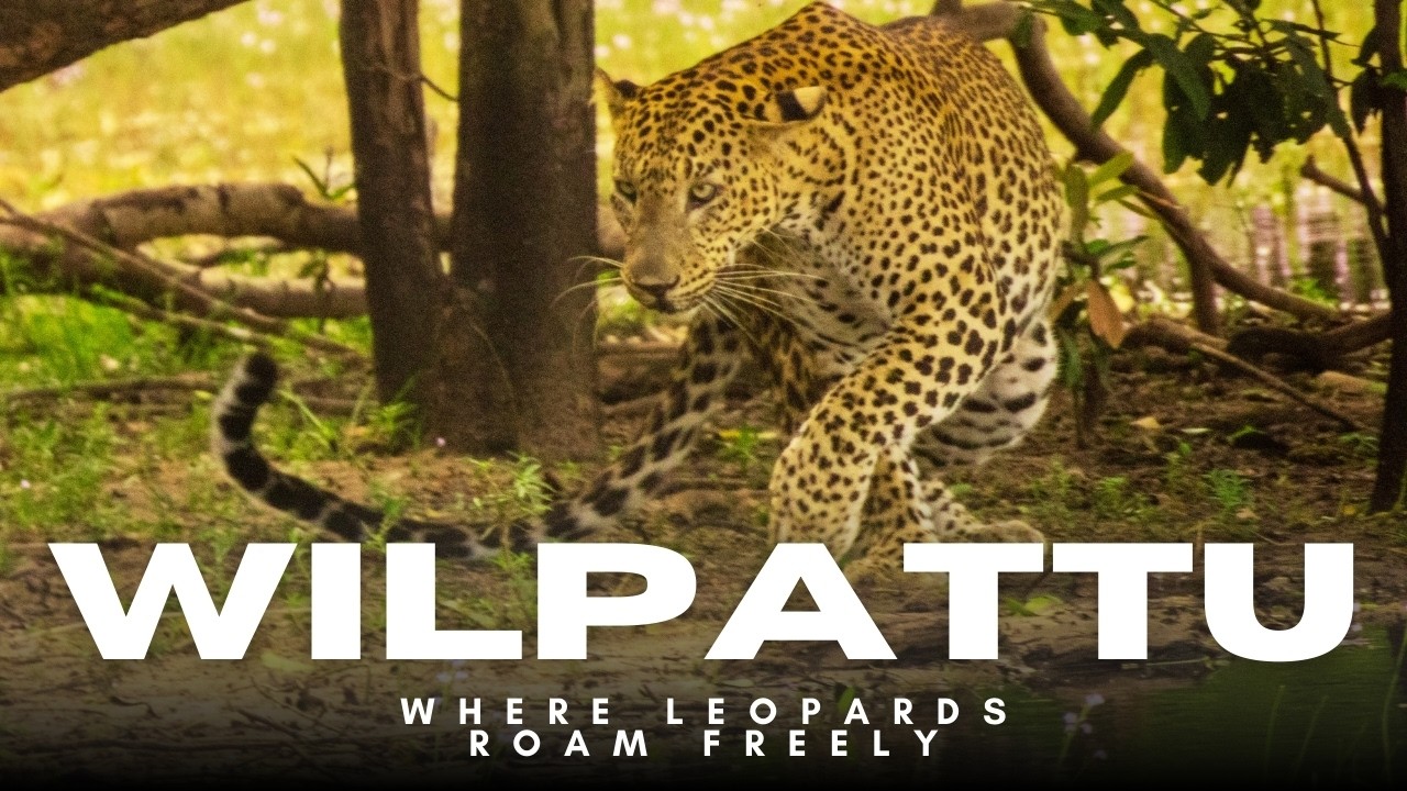 කොටි පාරාදීසය විල්පත්තුව | Exploring the Wilpattu National Park | Safari in Sri Lanka