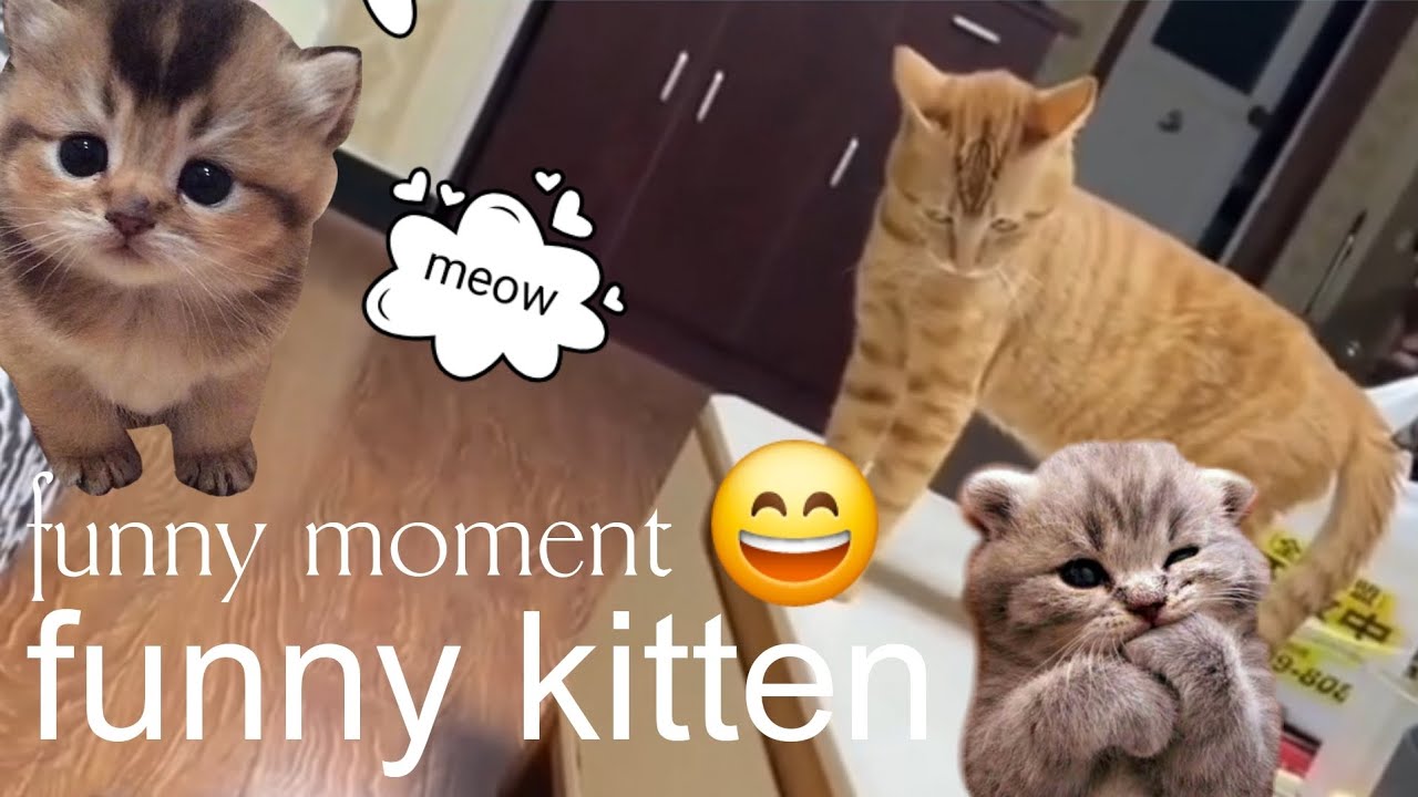 Cute kitten 😸 beautiful moments 😍 #kitten #animals 