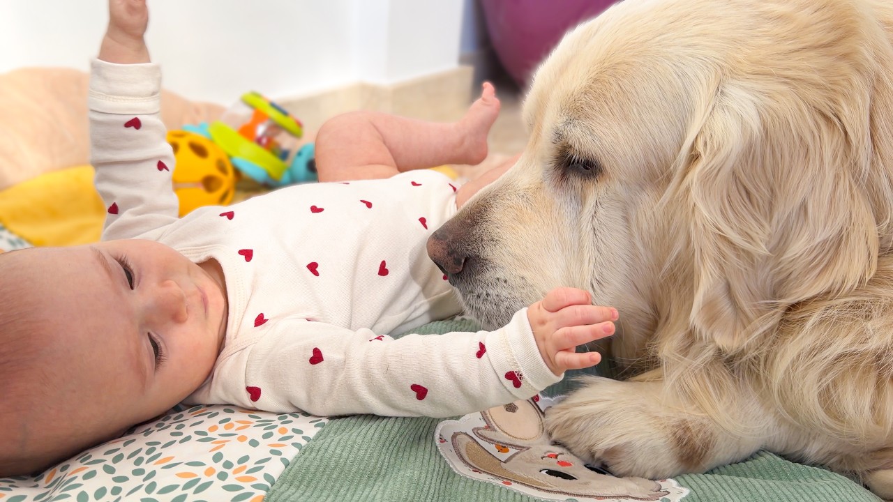 A Gentle Guardian: Golden Retriever Watching Over the Baby