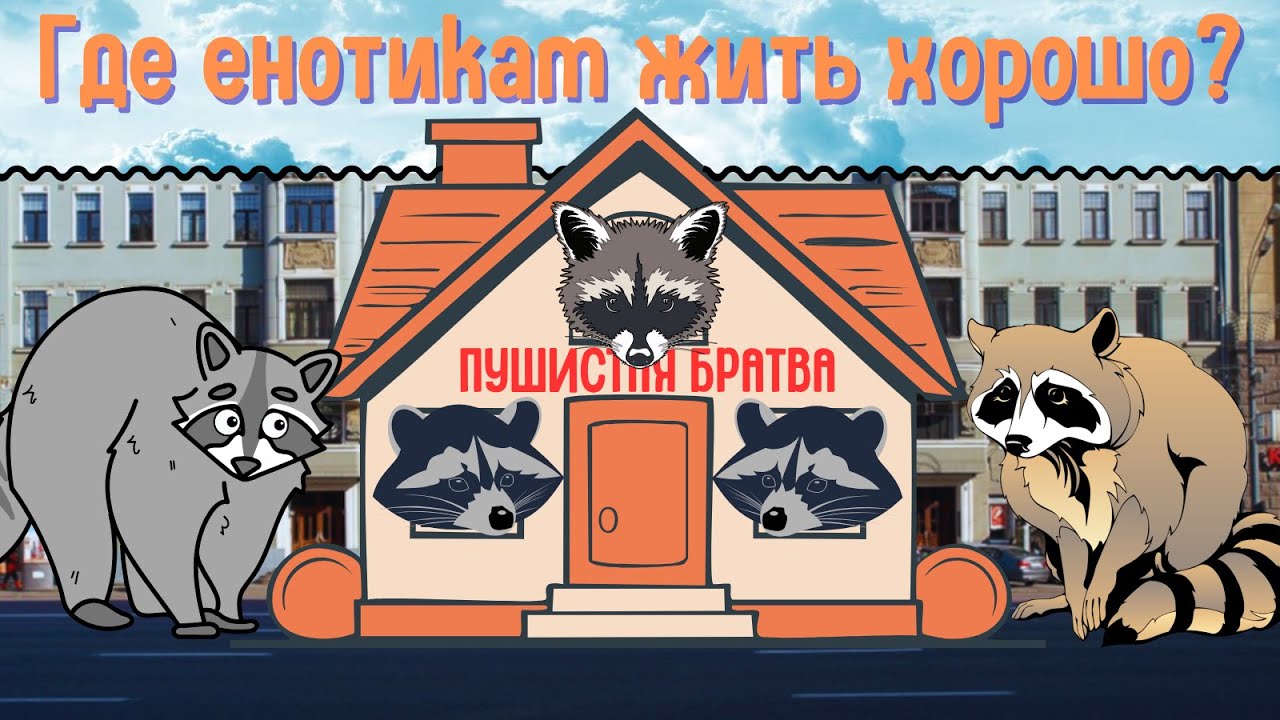 Пушистая Братва антикафе с Енотами - пыточный зоопарк или действительно хорошее место? Честный обзор