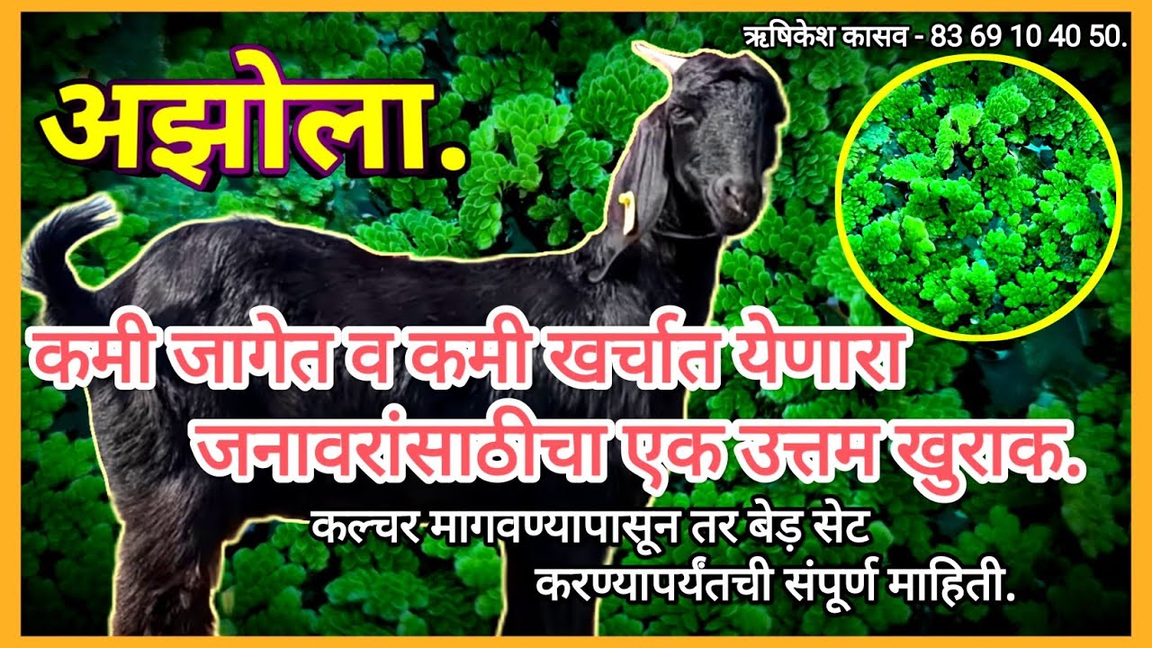 अझोला || कमी जागेत व कमी खर्चात येणारा जनावरांसाठीचा एक उत्तम खुराक || #goatfarm #azolla #अझोला