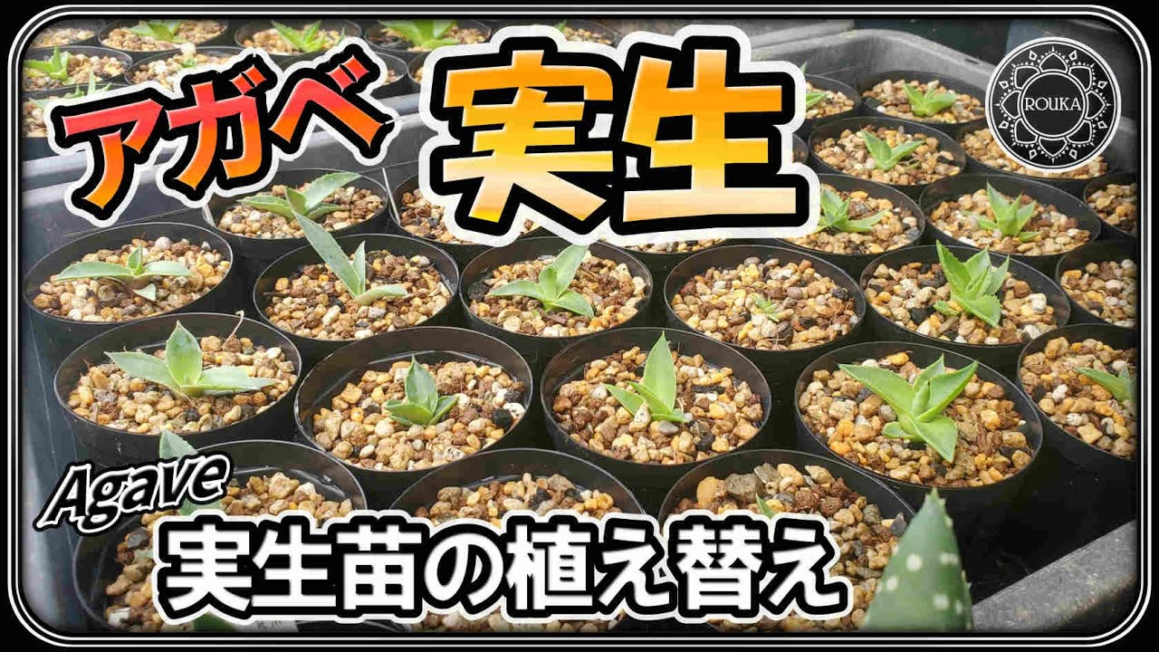 【実生/アガベ】アガベの実生株を植え替え！播種から11ヶ月経過 【Agave】【多肉植物】