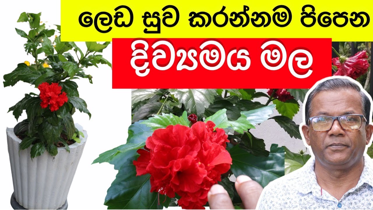 විශ්මිත ඔසුගුණ පිරි මෙහෙම මලක් ඔබ දන්නවද? How to Grow Hibiscus from Cuttings|Ceylon Agri|Episode 199