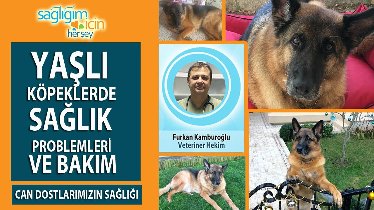 Yaşlı Köpeklerde Sağlık Problemleri ve Bakım