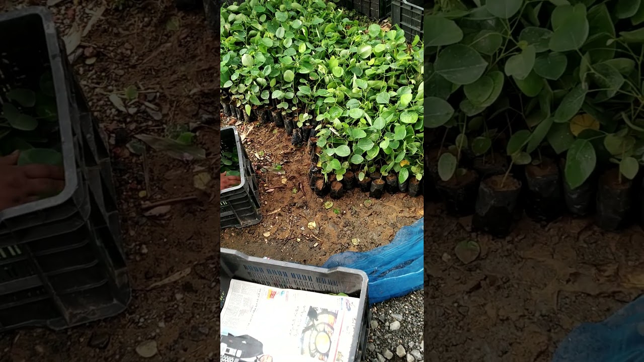 Chandan#plant available#short#video#viral video#MD nursery#📞9749981526