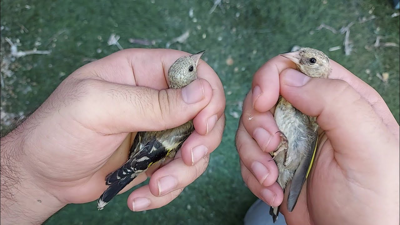 Самый простой способ отличить самца от самки при птенцах щеголовых