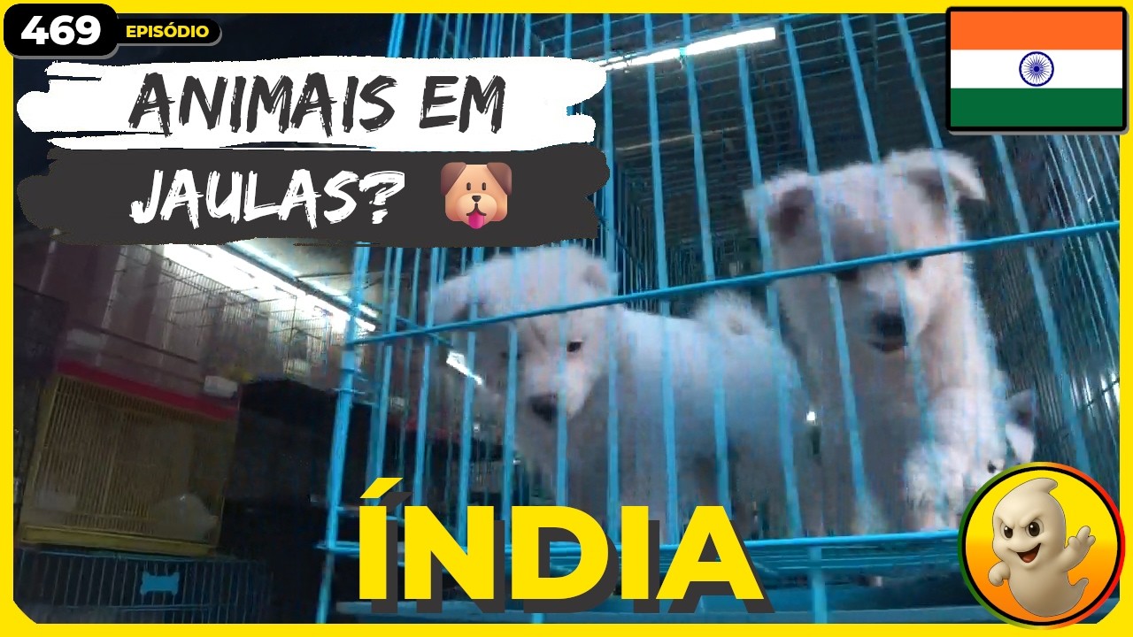 4️⃣ 🐶 Isto Chocou-nos em Mumbai | Bombaim, Índia 🇮🇳 | EP 469