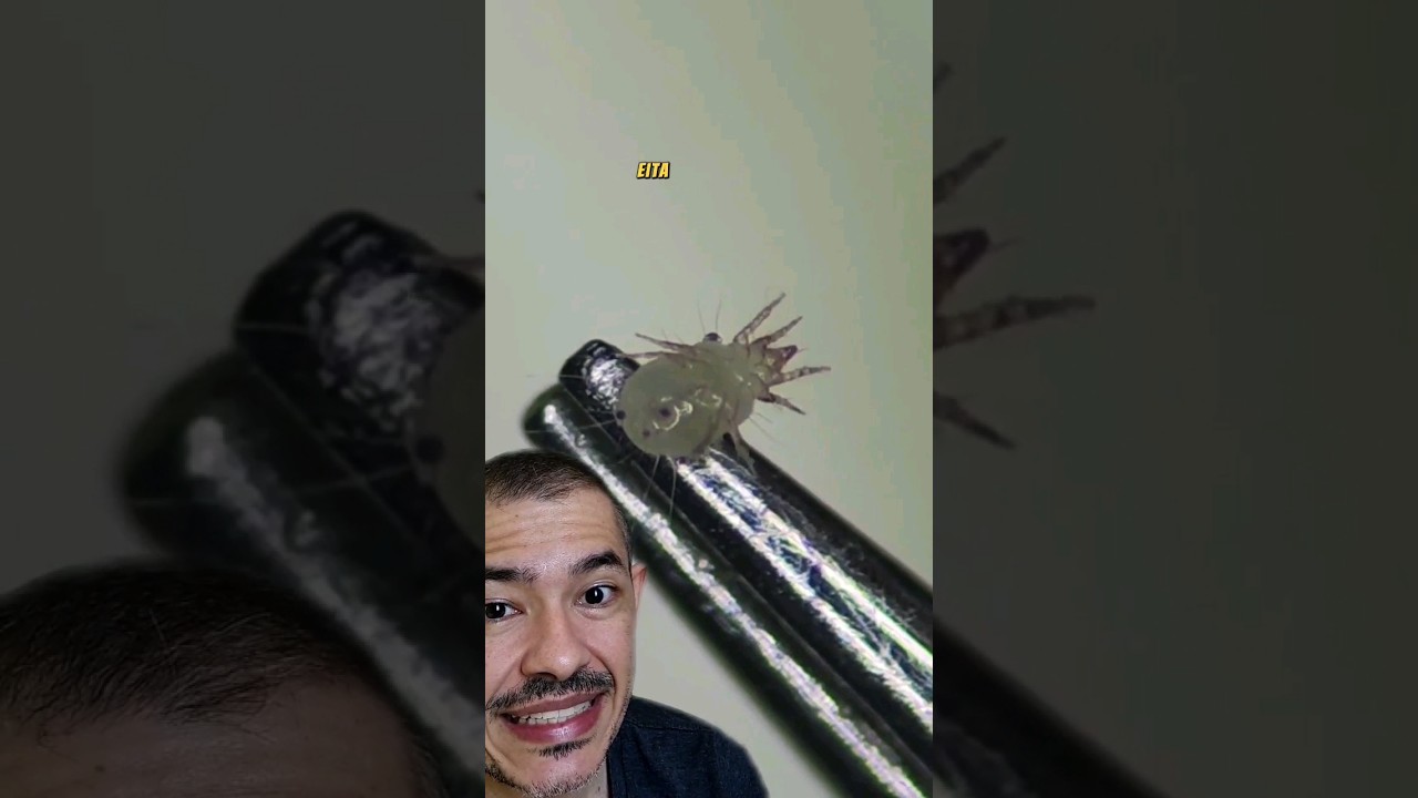 Miojo no Microsc&oacute;pio #animais #bichos #microscopio #bio #curiosidades #zoom #biologia