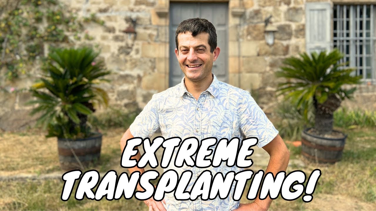 Extreme transplanting, and Amy to the Rescue