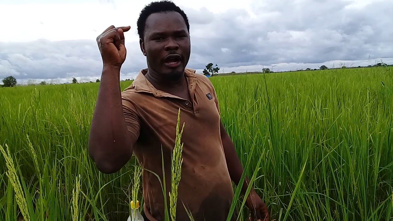 Fulsa ya kilimo cha mpunga ..Morogoro kijiji cha mbigiri ..miruziruzi
