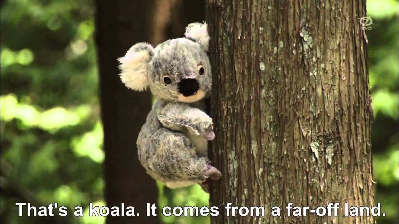 The Hero Yoshihiko and the Demon King's Castle - Killer koala
