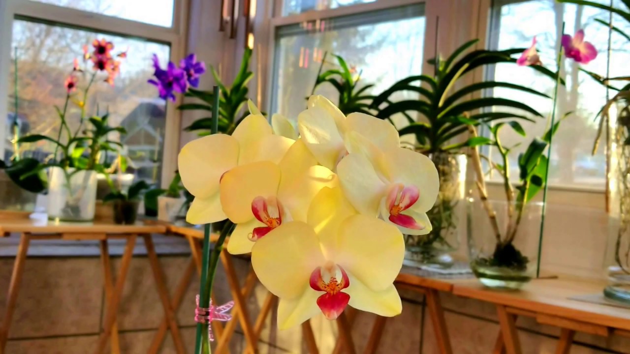 Winter water culture tips for Phalenopsis orchids.