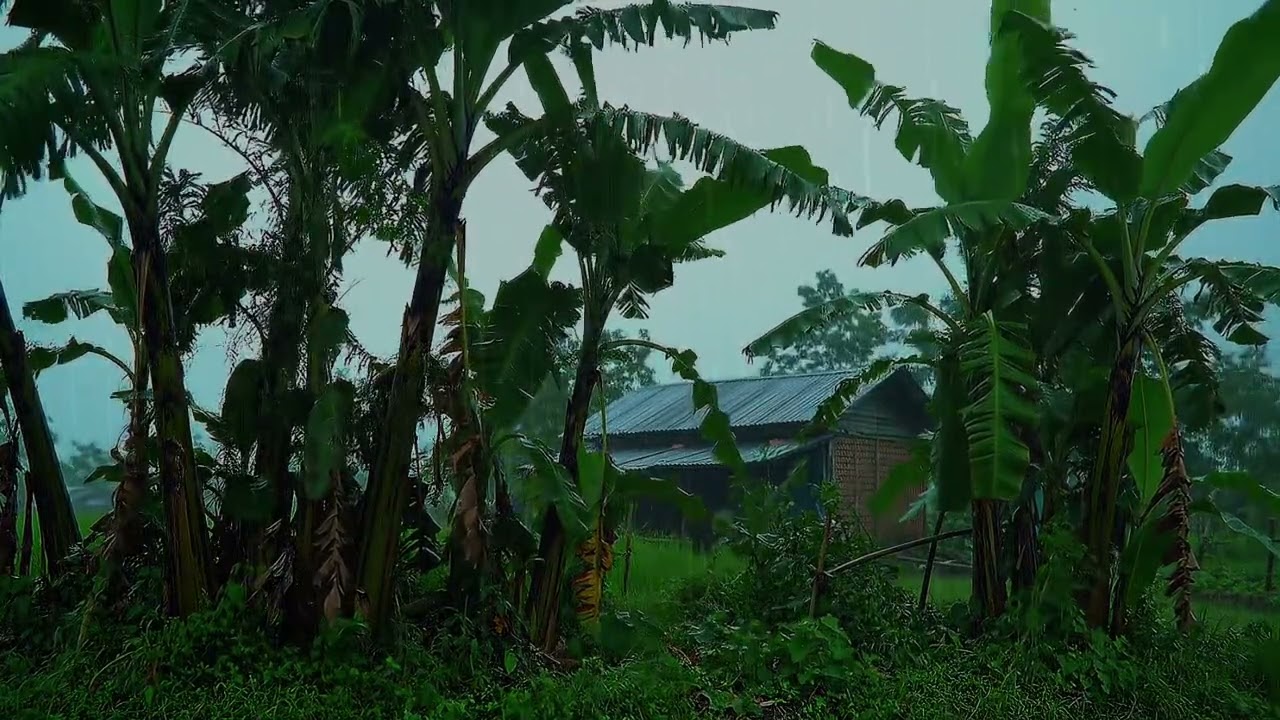 8 Hours Tropical Rainstorm in Jungle Cabin 🌧️ Relaxing Rain Sounds on Metal Roof for Deep Sleep