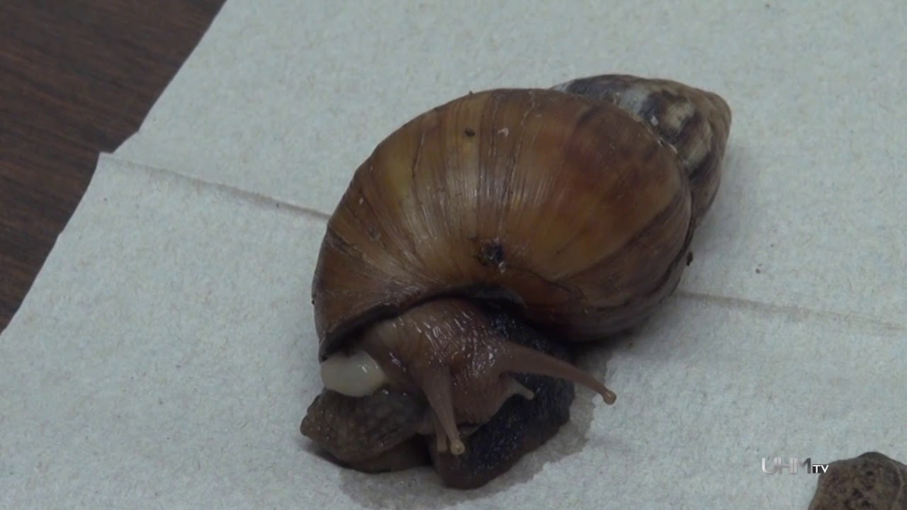 Rat lungworm outbreak