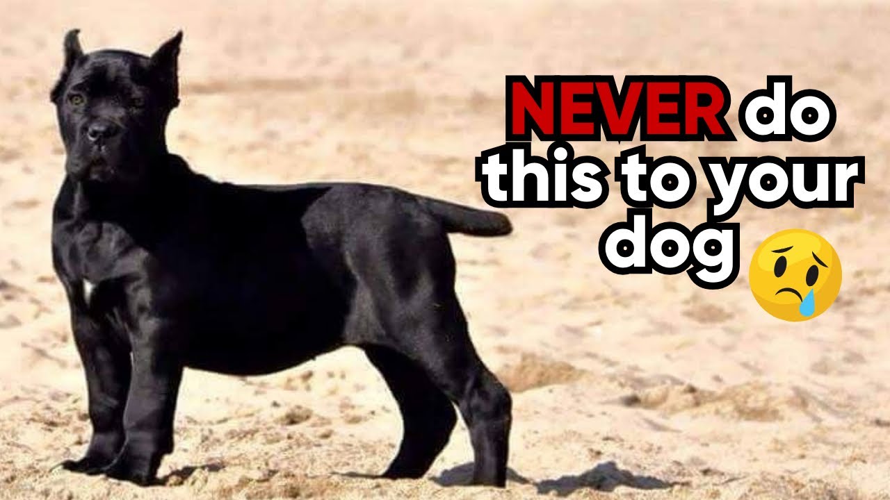 Advantages and disadvantages of inbreeding dogs