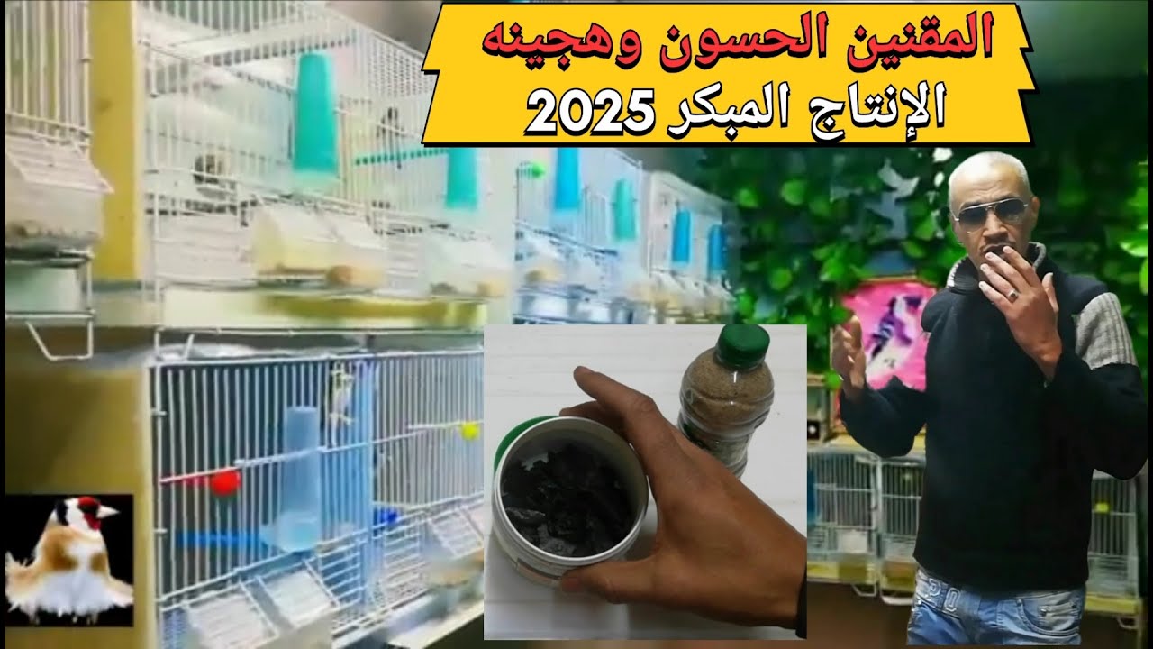 بغيتي #الإنتاج #المبكر #انتاج #الحسون #وهجينه #2025