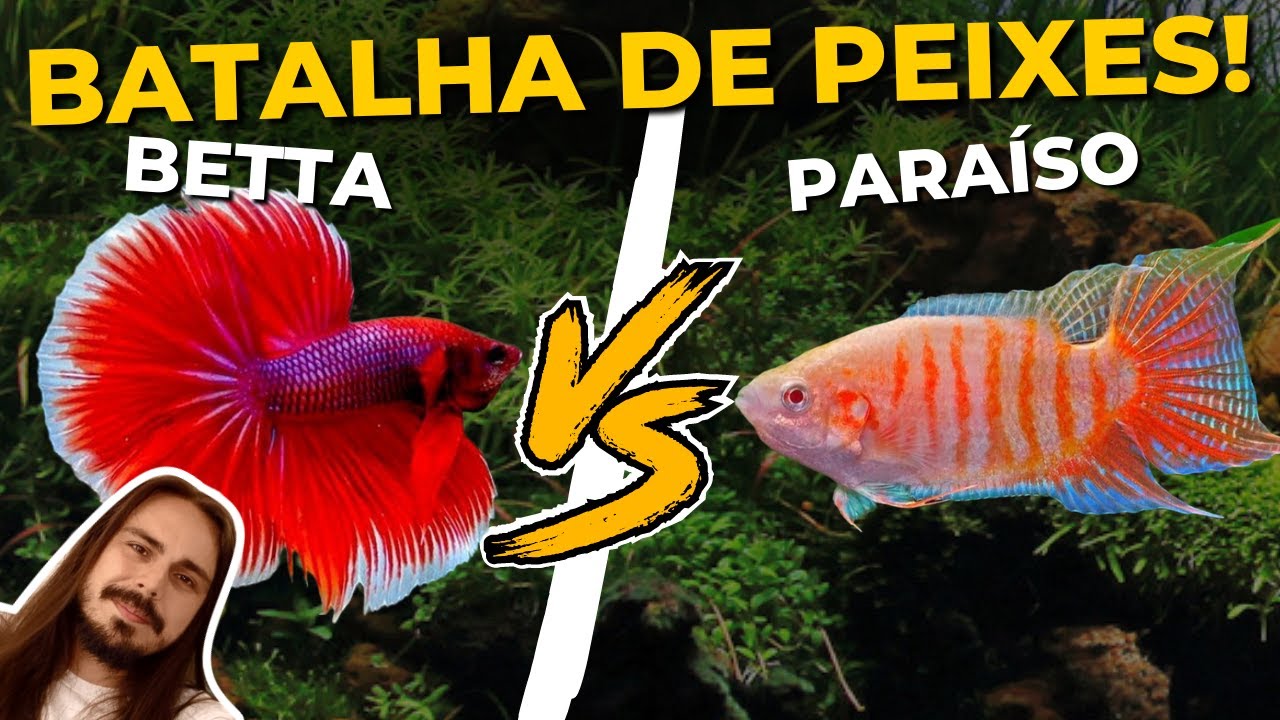 🔴PEIXE BETTA VS PEIXE PARAÍSO |Mr. Betta|