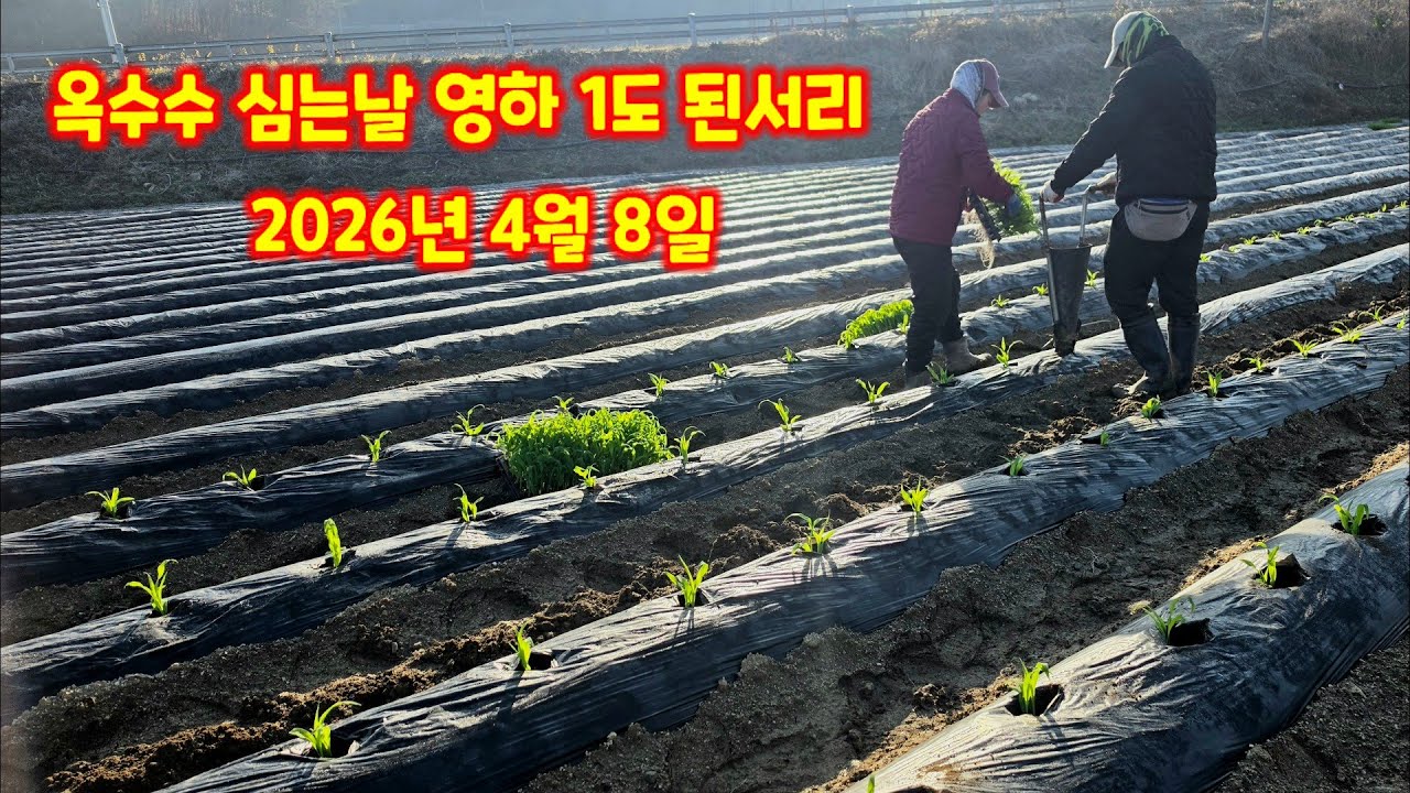 옥수수 심기 미흑찰 2026년 첫 옥수수 심기 옥수수 심는시기 양손 파종기 오늘 아침 영하 1도 된서리 내린날 충북 괴산군 감물면 풀뿌리농장 석성수 [옥수수재배방법]