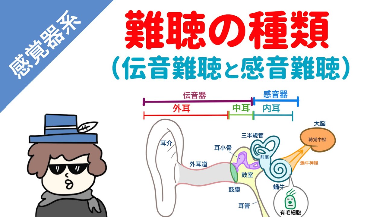 【国試対策】難聴の種類（伝音難聴と感音難聴）