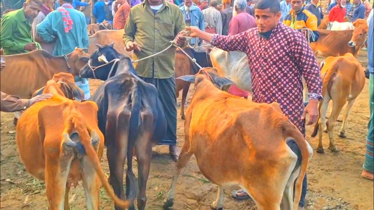@আজ ৩১ জানুয়ারি