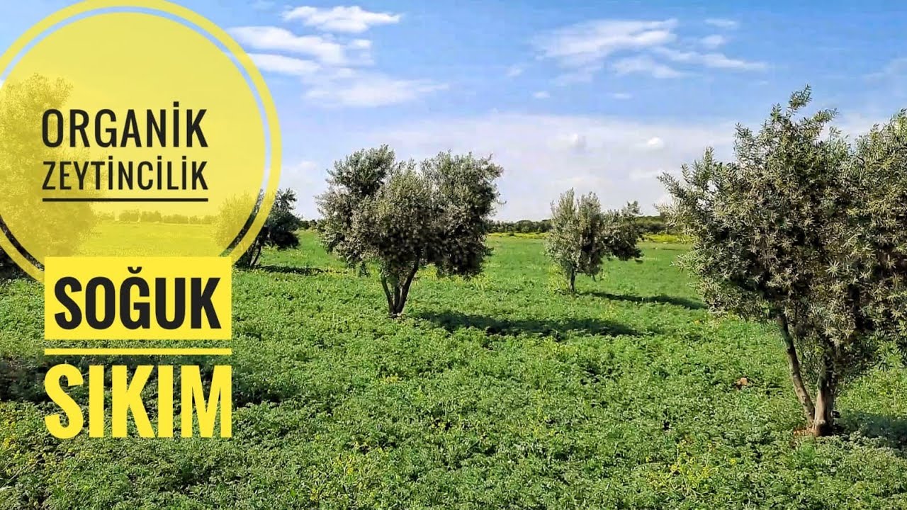 ZEYTİNCİLİKTE AZ BİLİNEN KONULAR: ORGANİK ZEYTİNCİLİK VE SOĞUK SIKIM, PAZARLAMA TAKTİKLERİNE KANMAYN