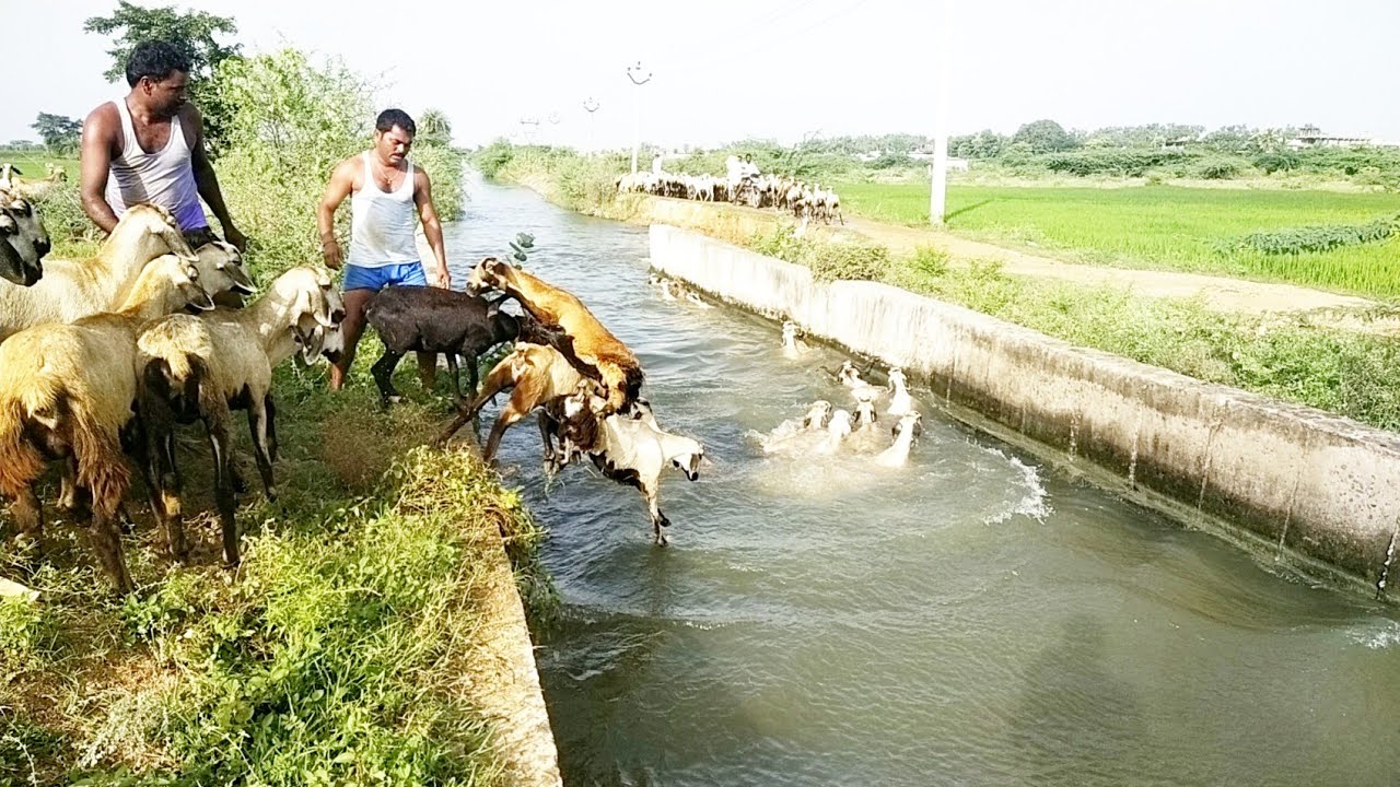 sheeps jumping into the river 🐑-sheep swimming in water🌊-sheep video-sheeps swimming-sheeps videos