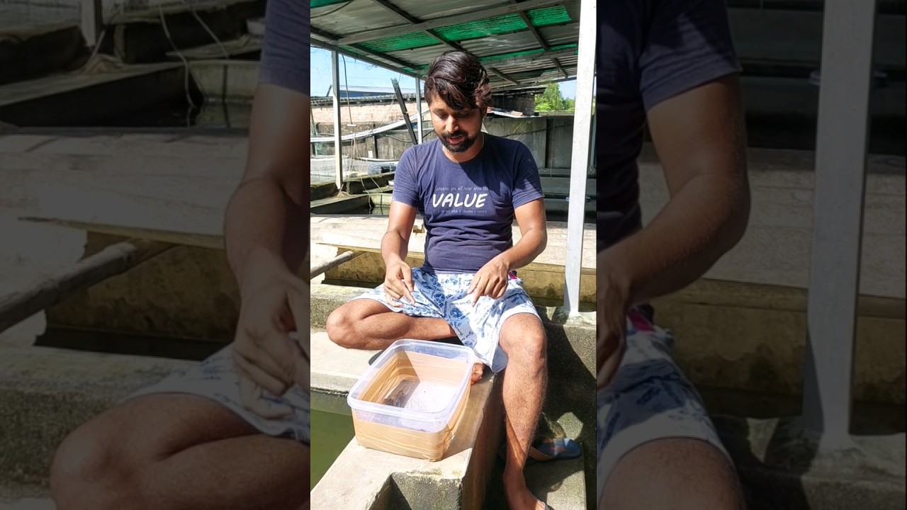 Flowerhorn Fish Farming 🐠👇#shorts #shortvideo #short #shortviral #viralvideo #flowerhorn#love#farm