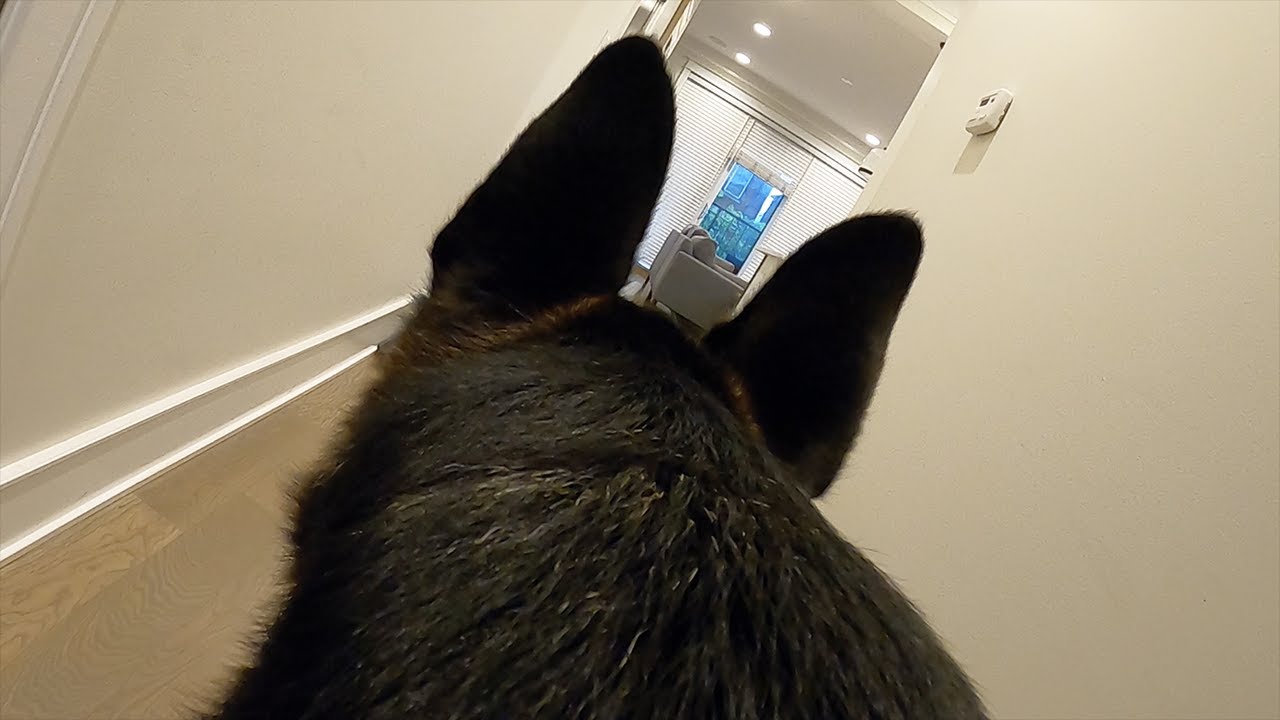 GoPro Camera on Dog Left Home Alone: Life from Dog's Perspective