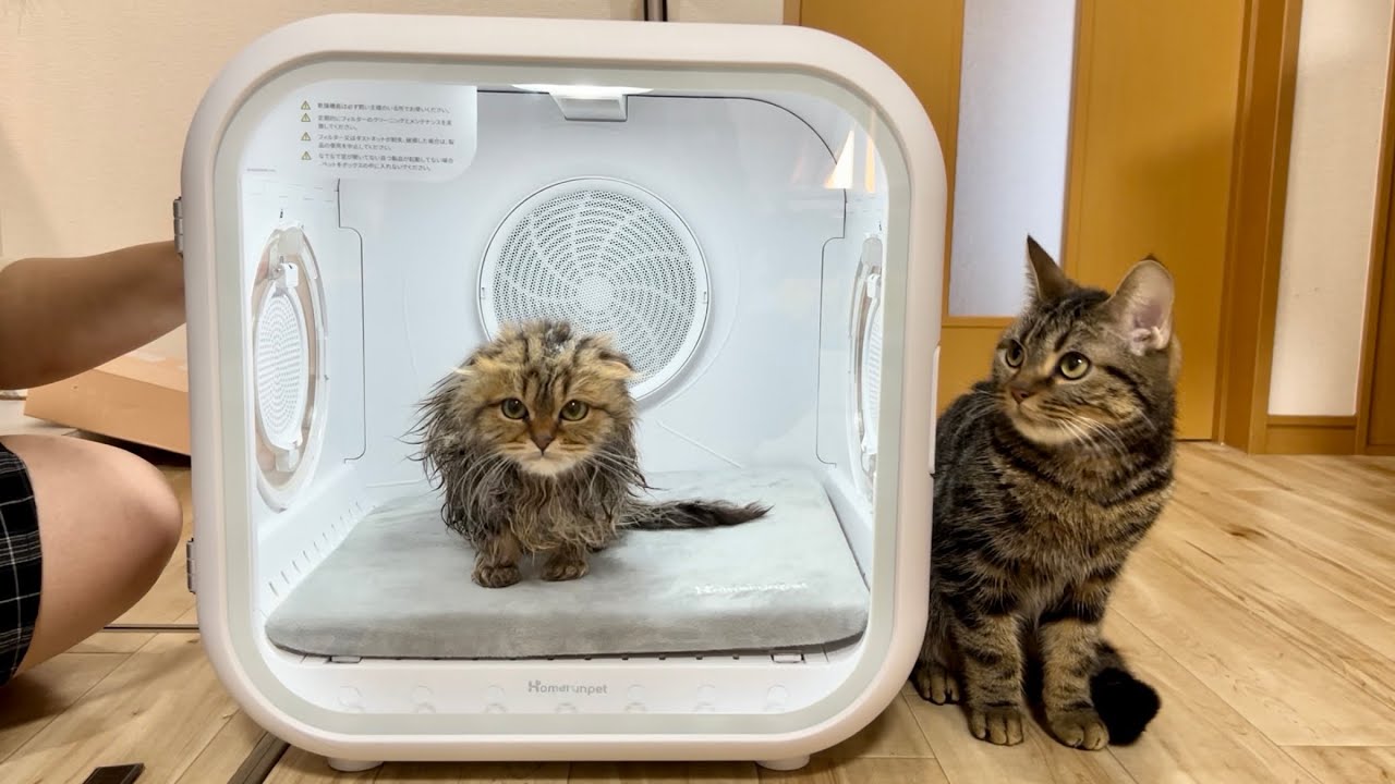 子猫をお風呂上がりにドライヤーハウスへ入れたら快適すぎてこうなりましたw