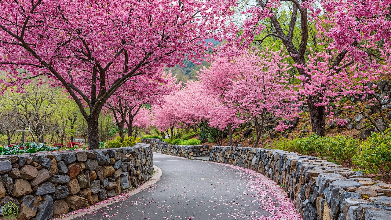 Нежная мелодия успокаивает нервную систему, снижает стресс и негативные мысли.