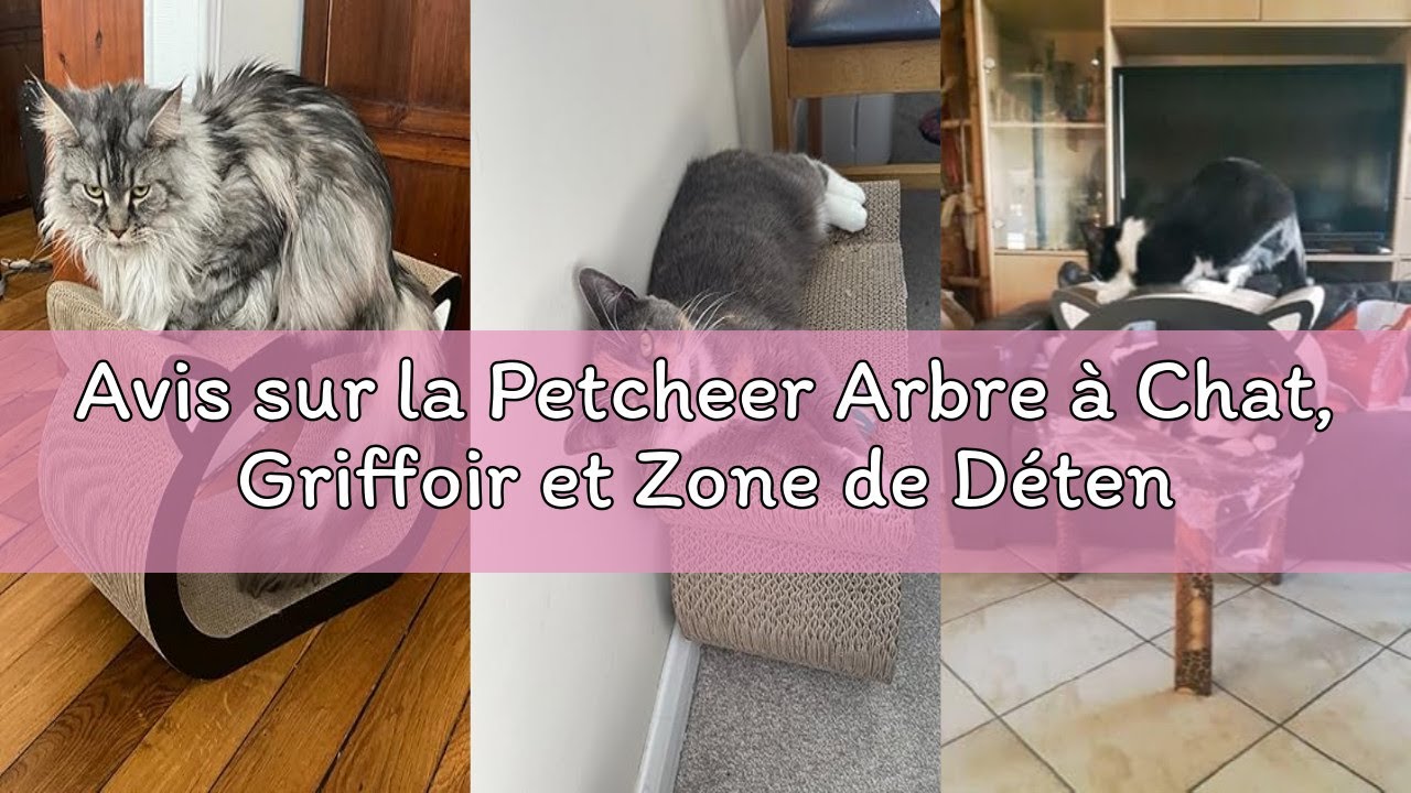 Avis sur la Petcheer Arbre à Chat, Griffoir et Zone de Détente avec Herbe