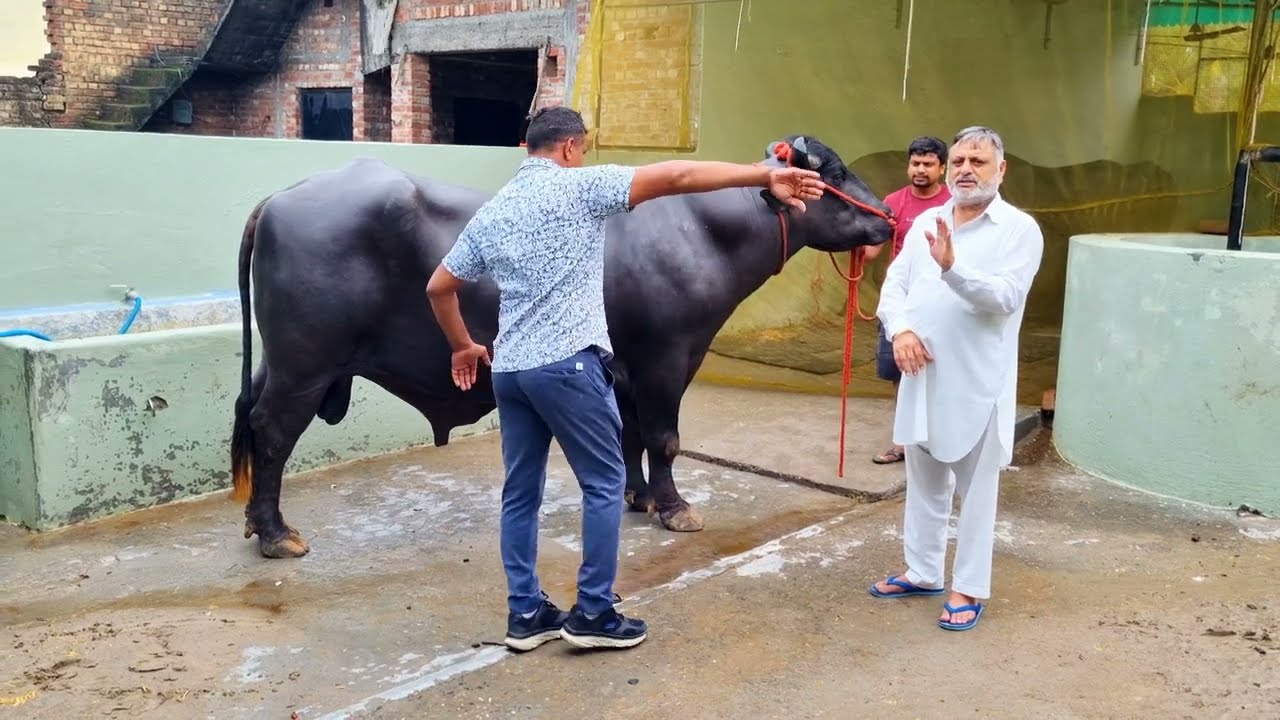 Yuraj