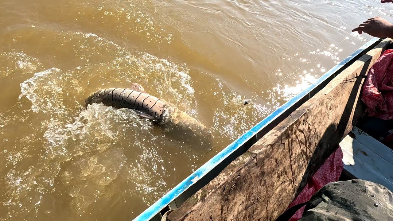 INCREÍBLE UN RIO INFESTADO DE BAGRES RAYADOS O SURUBÍES 
