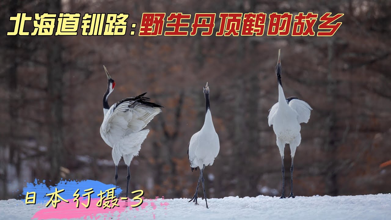 行摄日本 3 -北海道钏路：野生丹顶鹤的故乡       北海道｜钏路｜丹顶鹤｜阿寒鹤中心｜音羽桥｜鹤居村｜生态之旅｜民间传说