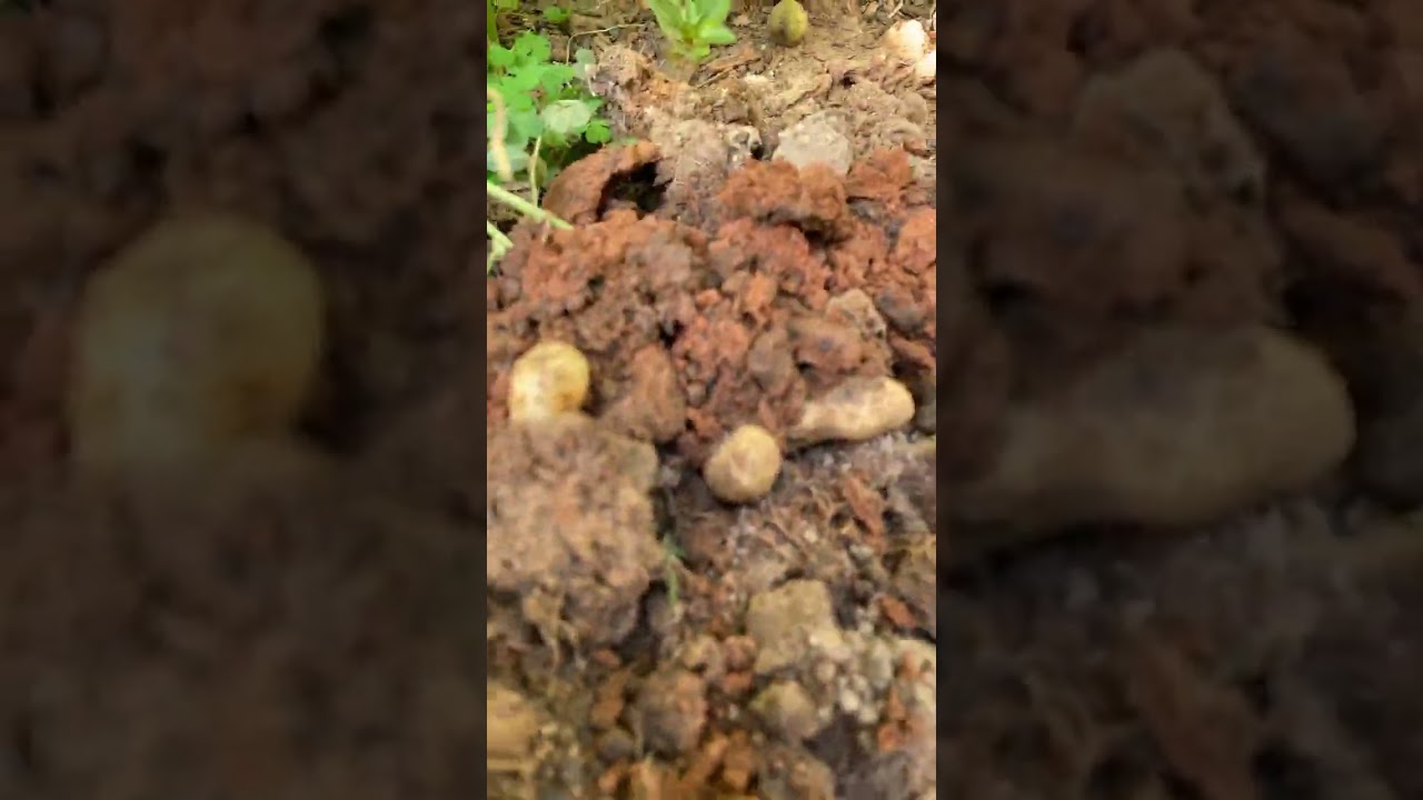 Checking to see if these peanuts ready peanuts harvest