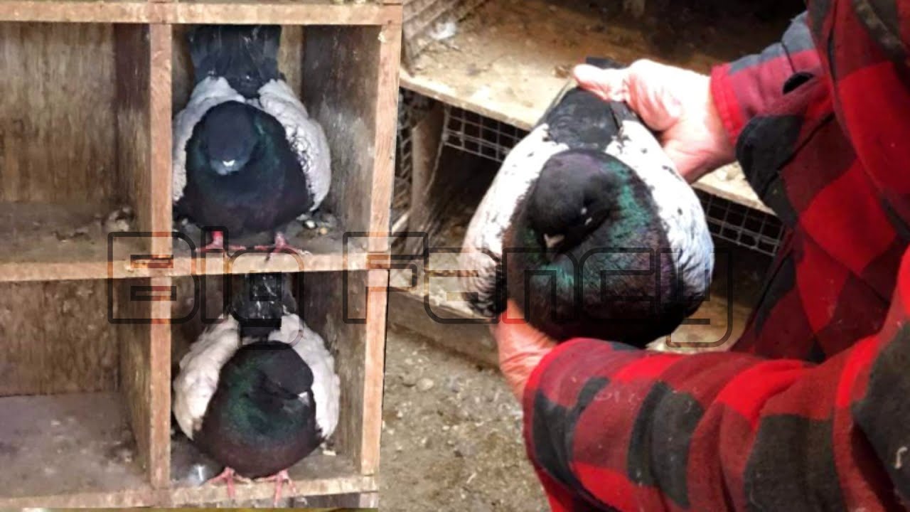 modena pigeon breeders | Fancy Pigeon Farm - domestic pigeon.