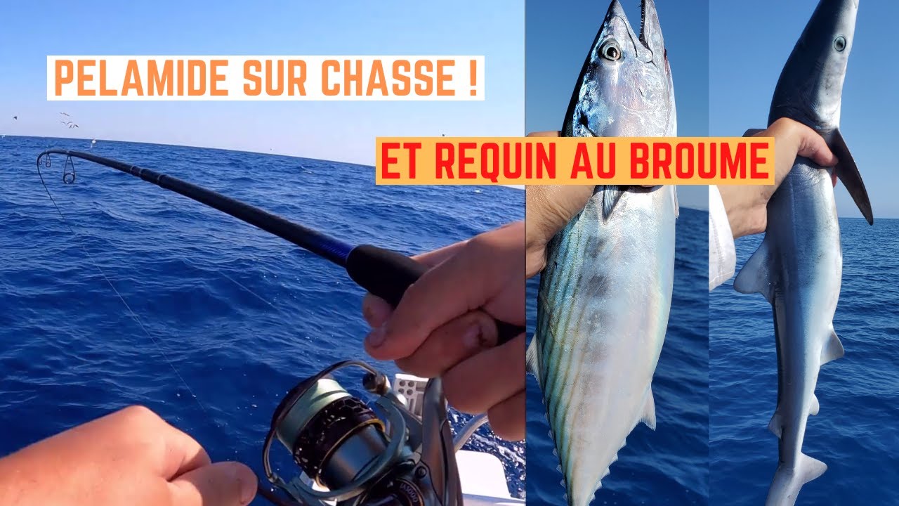 PÉLAMIDE sur CHASSE et REQUIN au BROUMÉ devant FRONTIGNAN
