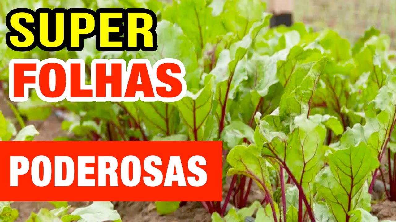 Benefícios das Folhas de Beterraba - As Super Poderosas para Emagrecer e Saúde! Como Usar e Dicas