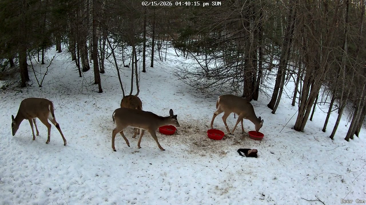 Deer 2-15-2026 4:32 PM
