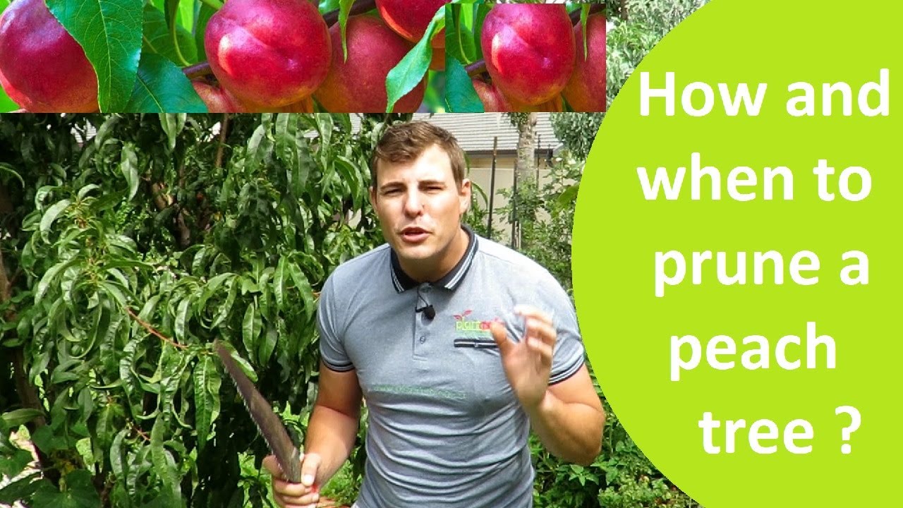 How and when to prune a peach tree that flowers in spring on old wood.