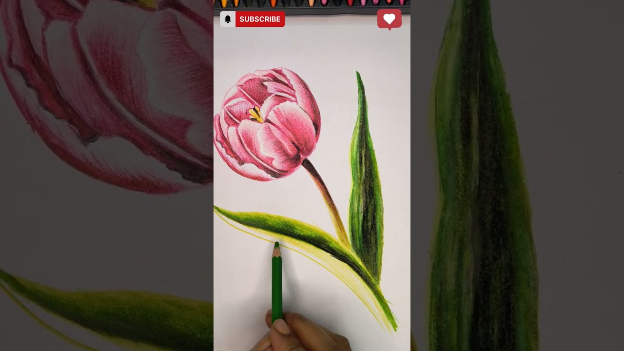 Tulip! Flower Drawing With easy steps #art #drawing 