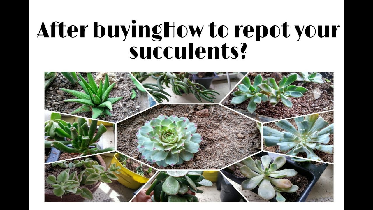 After#buying#succulents online #how to #repot n Care,अब नहीं मरेंगे आपके सक्यूलेंट्स जानिए कैसे लगाए
