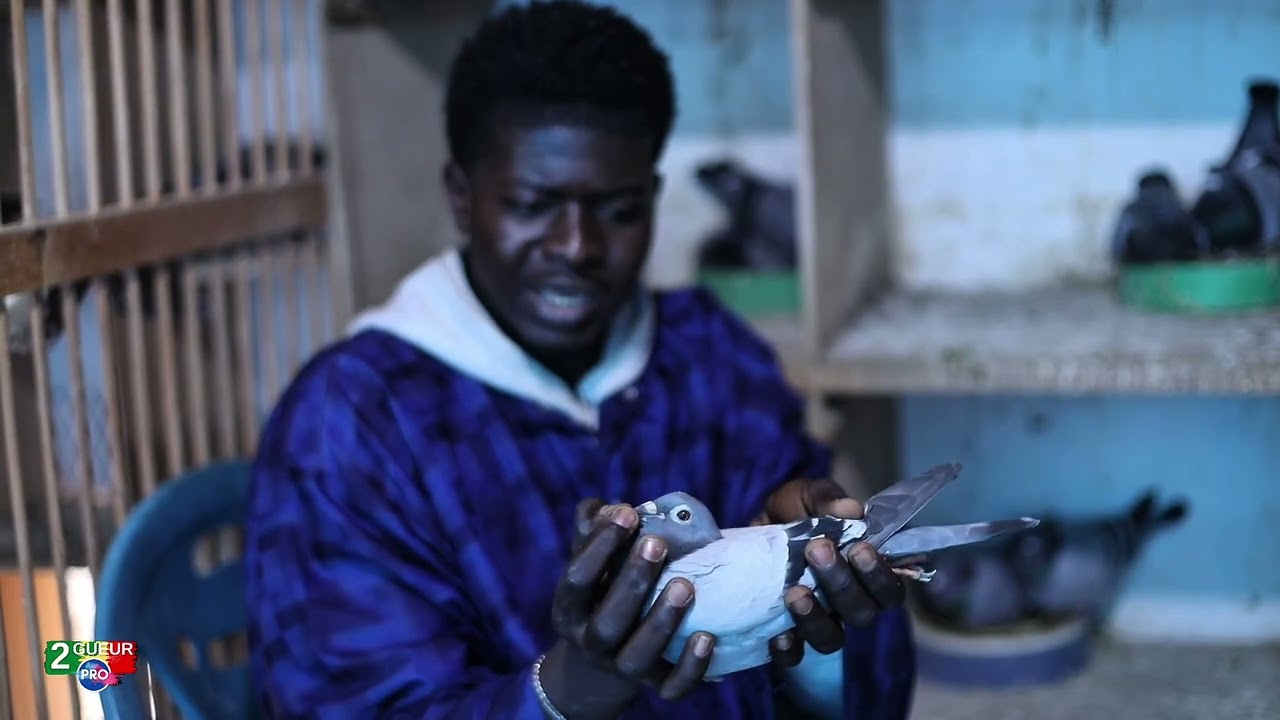 Colombophilie sénégalaise chez NDEFF LENG LOFT