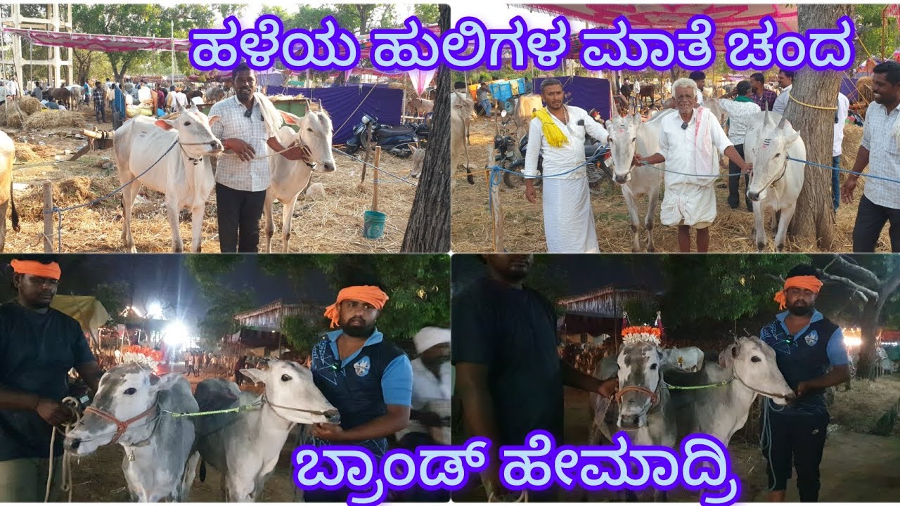 ಮತ್ತೆ ಹುಟ್ಟಿಕೊಂಡಿದೆಯ ಬ್ರಾಂಡ್ ಹೇಮಾದ್ರಿ ಹುಡುಗರ ಆಸೆಗೆ ಲೆಕ್ಕಾನೆ ಇಲ್ಲ. ಹಳೆಯ ಹುಲಿಗಳ ಮಾತೆ ಚಂದ