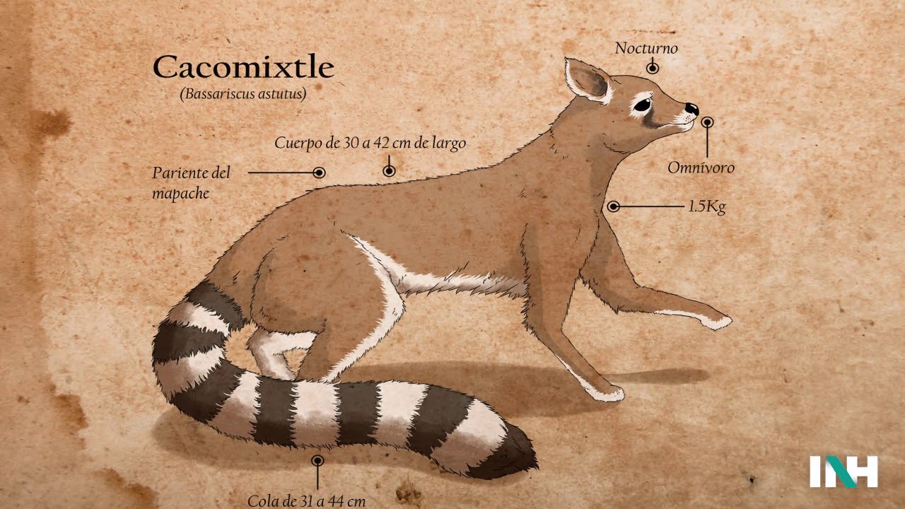 CACOMIXTLE