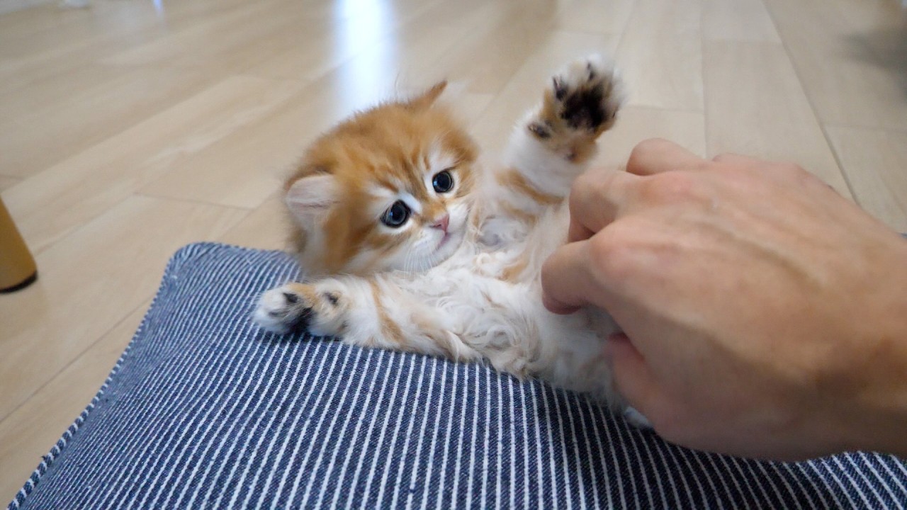 Cute kitten startled by its owner's hand rolls off the cushion...