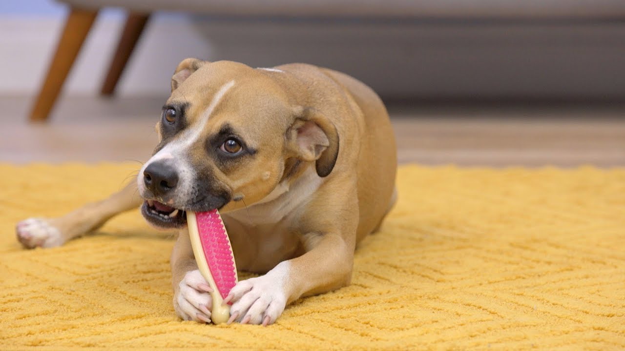 Hartz Chew 'n Clean Dog Chew Toys | Chewy