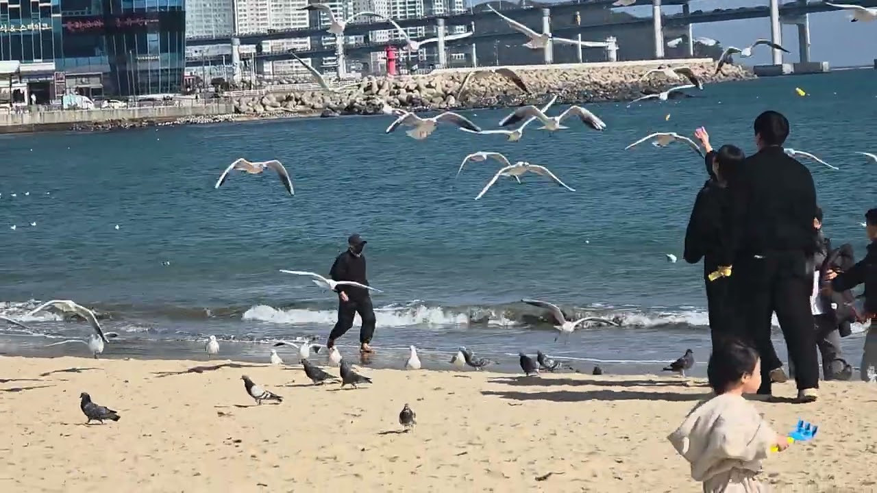 광안리 (1) 갈매기 (