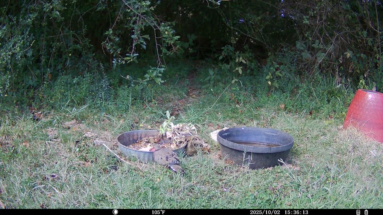 Trail Cam 2025 OCT 02